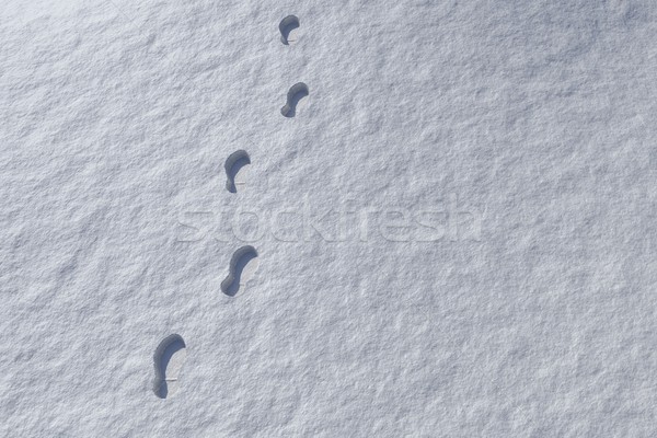 Footprints in snowy landscape Stock photo © wavebreak_media