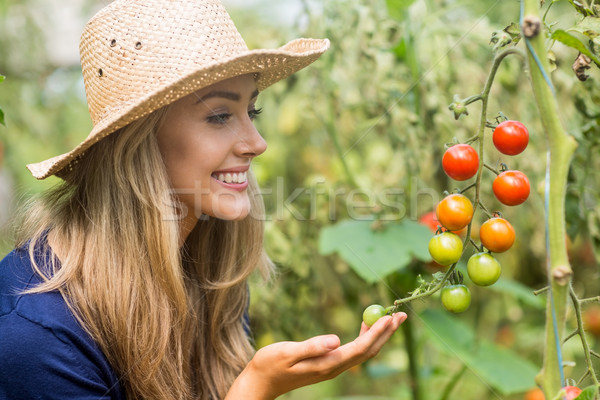 漂亮 看 西紅柿 植物 家 商業照片 © wavebreak_media