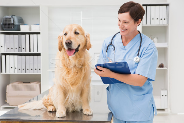 Veterinario examinar perro escrito portapapeles médicos Foto stock © wavebreak_media