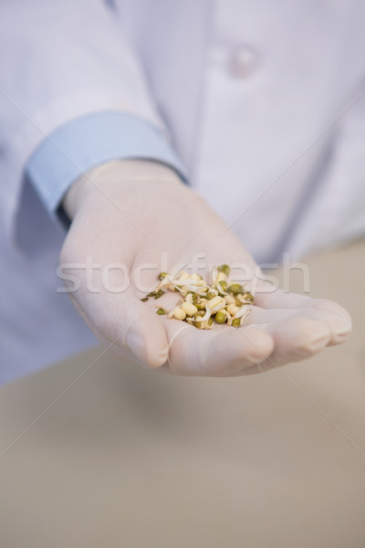 Wetenschapper tarwe zaad laboratorium Stockfoto © wavebreak_media