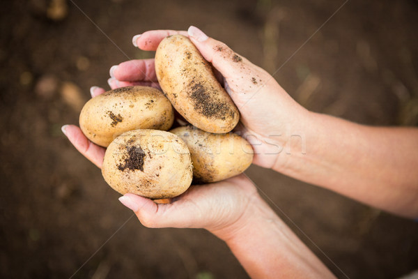 Imagem jardineiro batatas jardim feminino Foto stock © wavebreak_media