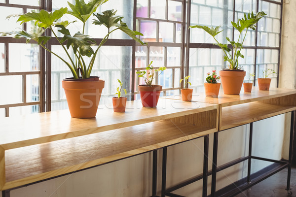 Stock photo: Close up view of flowerpots in a line 