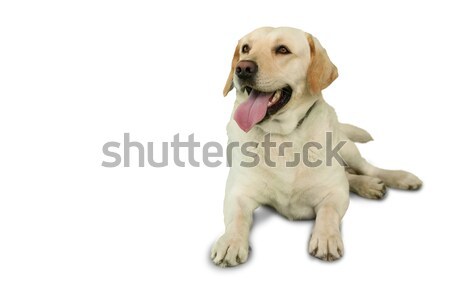 Cute labrador dog lying on floor Stock photo © wavebreak_media
