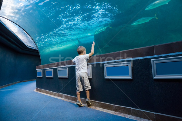 小 男孩 看 魚 坦克 水族館 商業照片 © wavebreak_media