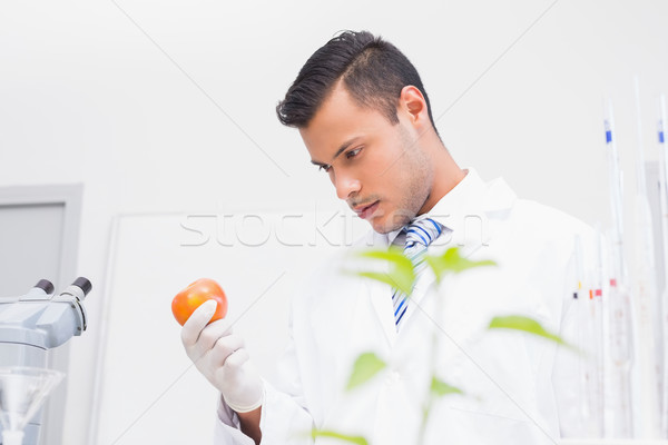 Scientifique regarder tomate laboratoire école éducation [[stock_photo]] © wavebreak_media