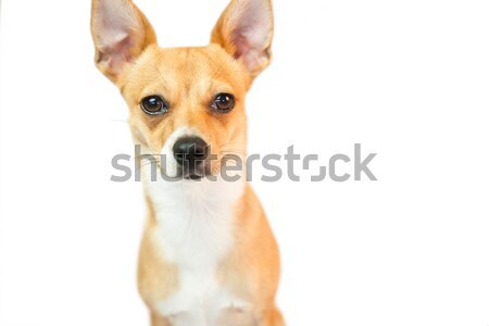 Cute weinig hond naar camera witte Stockfoto © wavebreak_media