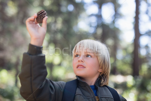 мало мальчика глядя соснового конус лес Сток-фото © wavebreak_media