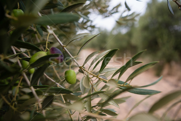 Close-up of olive on branch Stock photo © wavebreak_media