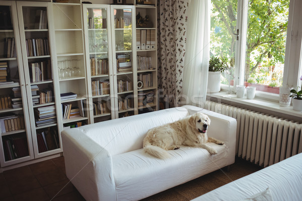 Animale de companie câine relaxare canapea acasă fericit Imagine de stoc © wavebreak_media