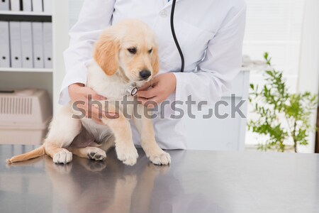 Zdjęcia stock: Lekarz · weterynarii · wstrzykiwań · cute · psa · medycznych · biuro