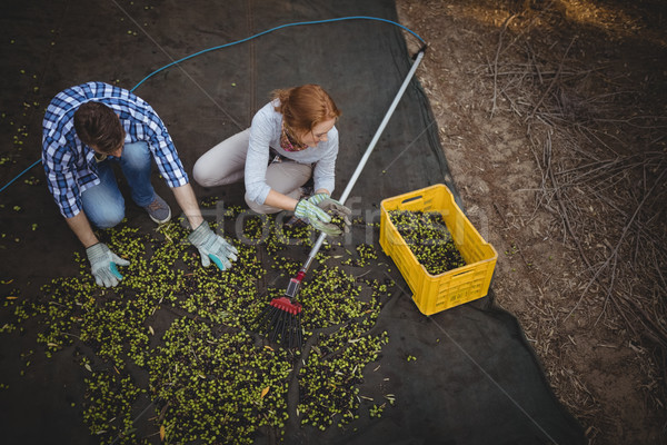 Travail olive ferme vue [[stock_photo]] © wavebreak_media