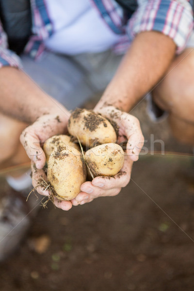 Ver jardineiro batatas jardim Foto stock © wavebreak_media