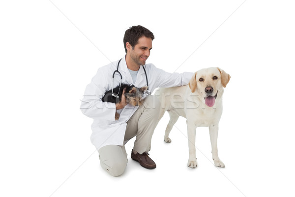 Happy vet posing with yorkshire terrier and yellow labrador Stock photo © wavebreak_media