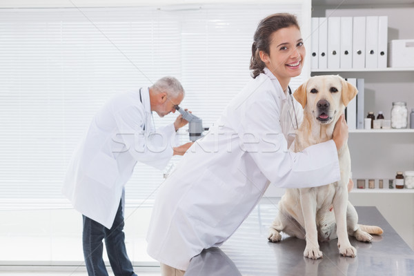 Сток-фото: ветеринар · коллега · Cute · собака · медицинской