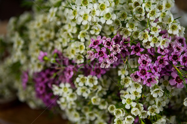Fiori fiorista shop fiore felice natura Foto d'archivio © wavebreak_media