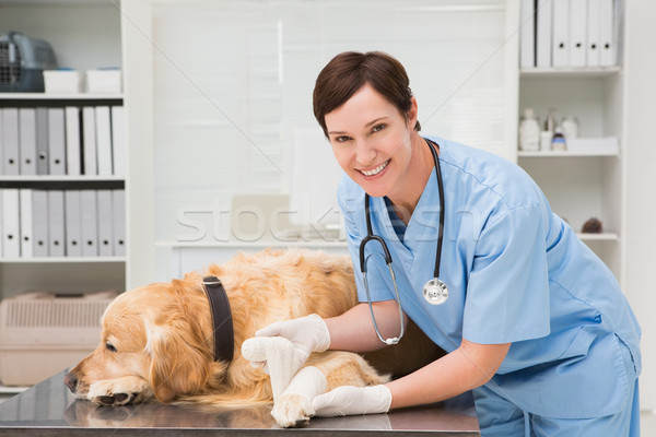 Dierenarts zwachtel hond medische kantoor vrouw Stockfoto © wavebreak_media