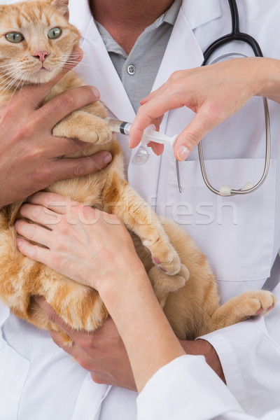 Inyección gato médicos oficina mujer hombre Foto stock © wavebreak_media