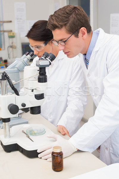 Scientists looking attentively in microscopes Stock photo © wavebreak_media