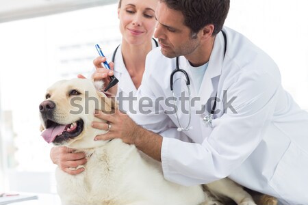 Foto stock: Sonriendo · veterinario · examinar · cute · perro · médicos
