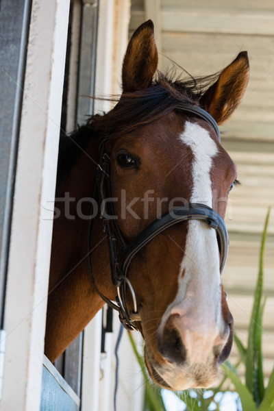 лошади стабильный коричневый древесины пива двери Сток-фото © wavebreak_media