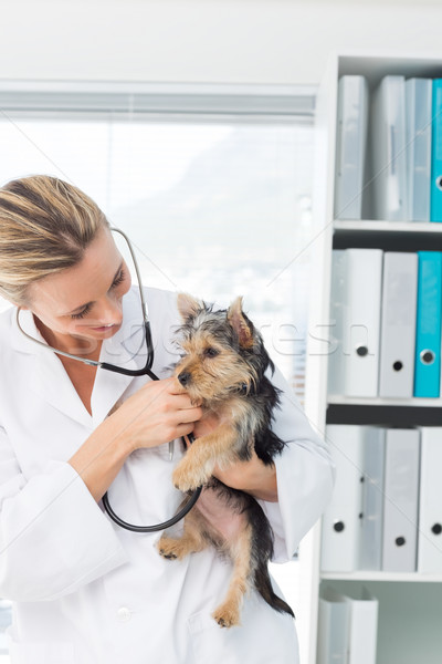 Foto stock: Veterinario · examinar · cachorro · femenino · estetoscopio · clínica