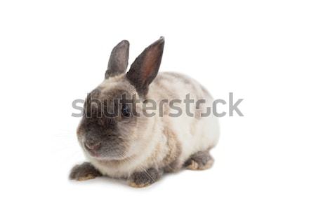 Aanbiddelijk konijn witte bunny zachte Stockfoto © wavebreak_media