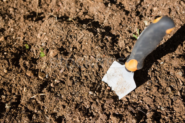 Trowel in soil Stock photo © wavebreak_media