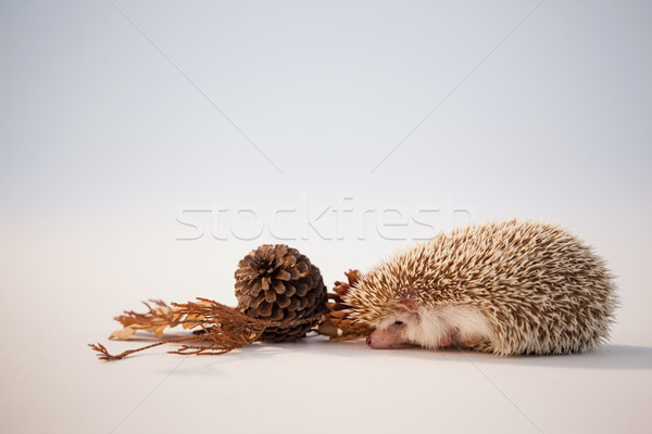 Porcupine with pine cone and autumn leaves on white background Stock photo © wavebreak_media