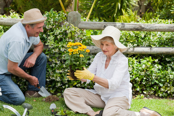 Maturité couple travail jardin femme homme [[stock_photo]] © wavebreak_media