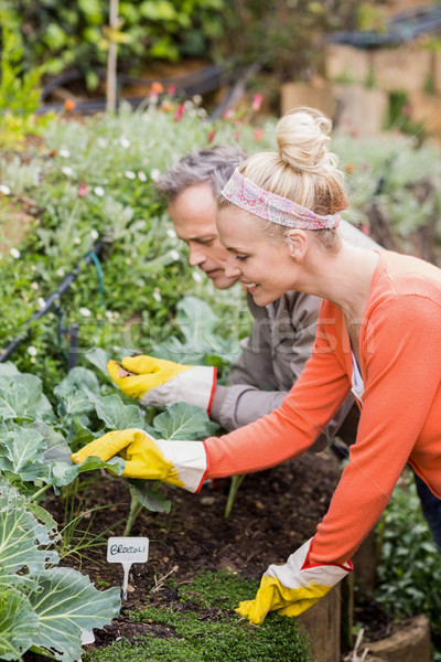 Cute couple jardinage jardin femme herbe [[stock_photo]] © wavebreak_media