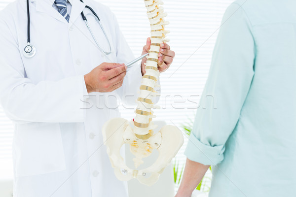 Stock photo: Doctor pointing anatomical spine