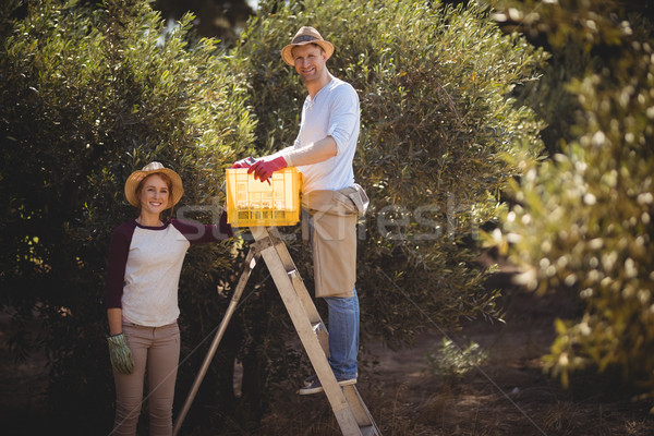 Smiling young couple with crate and ladder plucking olives at farm Stock photo © wavebreak_media