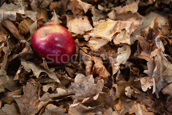 Autumn leaves with apple Stock photo © wavebreak_media