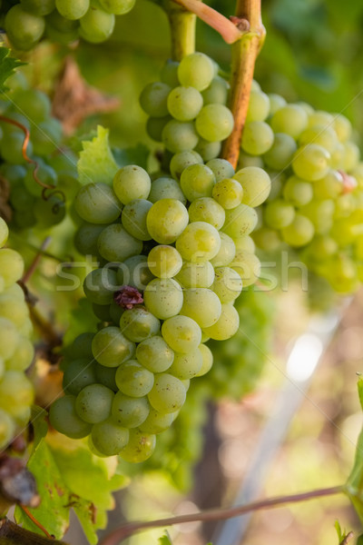 Voll Trauben Weinberg Mode Natur Stock foto © wavebreak_media