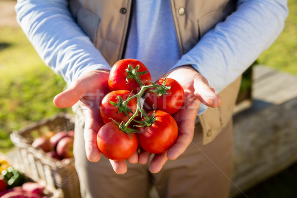 Farmer holding fresh cherry tomatoes Stock photo © wavebreak_media