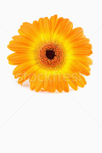 Stock foto: Orange · Sonnenblumen · weiß · Blume · Glas · Gesundheit