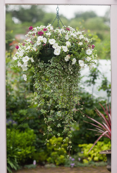 Hanging flower pot outside through a window Stock photo © wavebreak_media