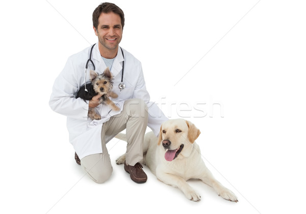 Handsome vet posing with yorkshire terrier and yellow labrador Stock photo © wavebreak_media