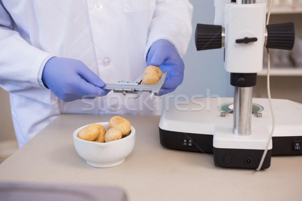 Scientifique pommes de terre laboratoire laboratoire microscope [[stock_photo]] © wavebreak_media