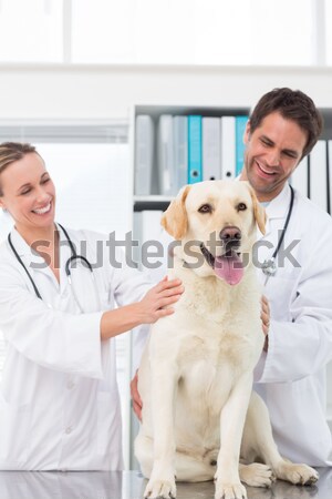 Veterinario examinar perro médicos oficina Foto stock © wavebreak_media