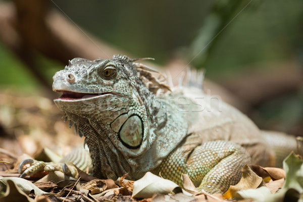 Verde iguana morto folhas natureza Foto stock © wavebreak_media