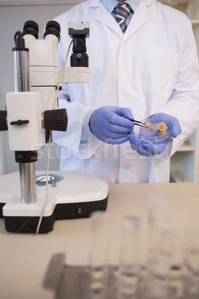 Tudós megvizsgál darabok kenyér laboratórium labor Stock fotó © wavebreak_media