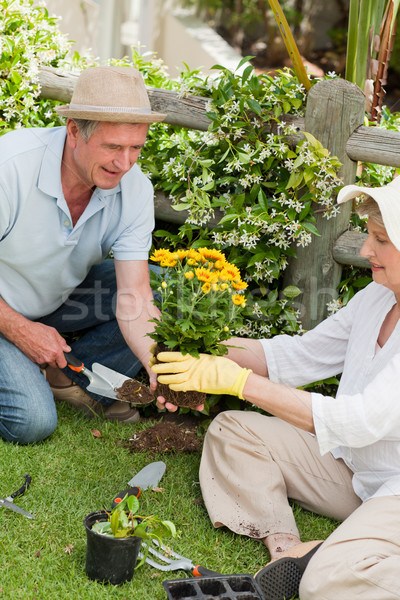 Maturité couple travail jardin femme homme [[stock_photo]] © wavebreak_media