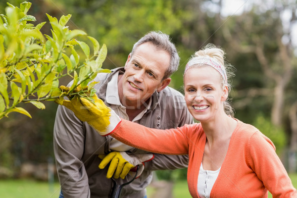 Cute couple regarder arbre jardin femme [[stock_photo]] © wavebreak_media