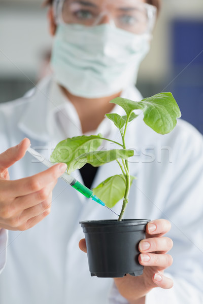 Nő tart növény vegyi labor diák Stock fotó © wavebreak_media