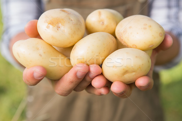Farmer showing his organic potatoes Stock photo © wavebreak_media