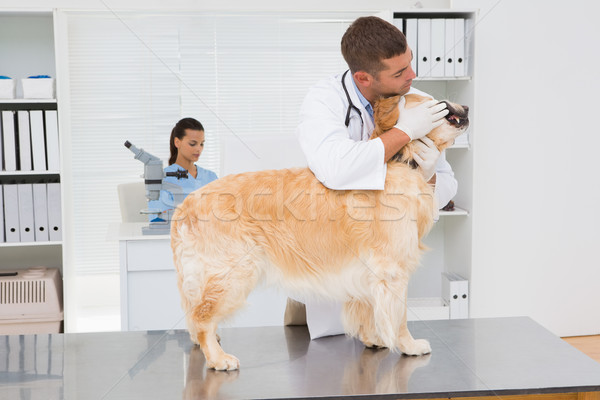 Tierarzt Zähne cute Hund medizinischen Stock foto © wavebreak_media