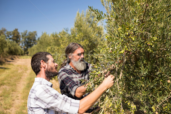 Friends examining olive on plant Stock photo © wavebreak_media