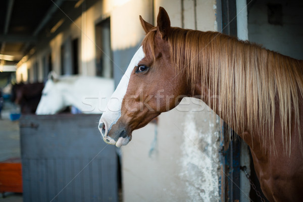 Marrón caballo estable primer plano feliz formación Foto stock © wavebreak_media