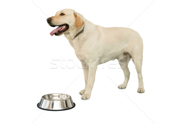 Cute labrador dog standing beside water bowl Stock photo © wavebreak_media
